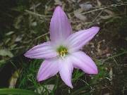 Habranthus robustus